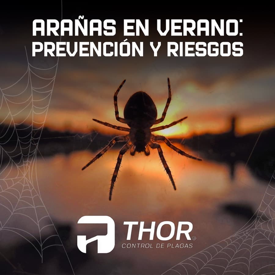 Aparición de arañas en verano: prevención y riesgos
